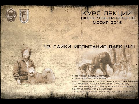 Видео: Лекция 12. Лайки. Испытания лаек. (Курсы экспертов-кинологов МООиР 2016)