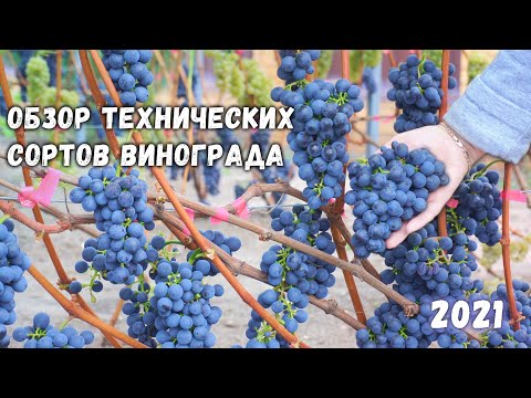 Видео: Обзор технических сортов винограда 2021