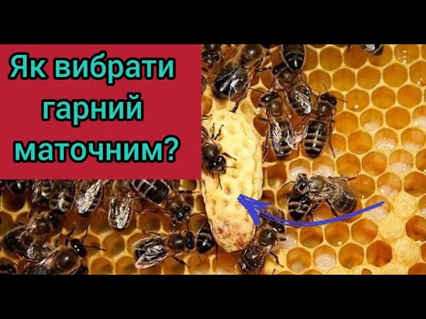 Видео: Як вибрати гарний маточник у відводку? Якісний свіщевий маточник. Бджільництво легко і просто.