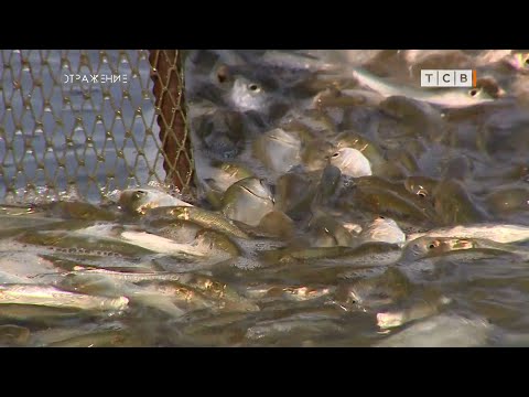 Видео: Зачем Днестру рыбы-коровы?