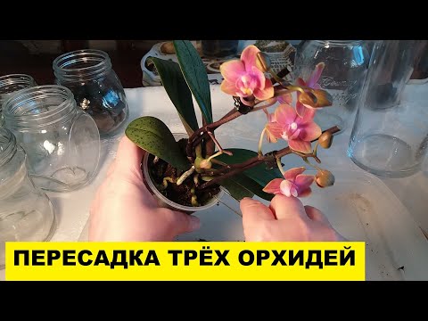 Видео: ПЕРЕСАДКА ОРХИДЕЙ