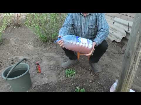 Видео: Что надо сделать с клубникой ранней весной для получения хорошего урожая.  Часть 1.