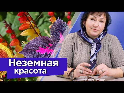 Видео: РЕДКОЙ КРАСОТЫ ОДНОЛЕТНИЕ ЦВЕТЫ, от вида которых дух захватывает!