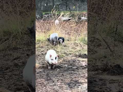 Видео: 3 лістапада 2025 г.