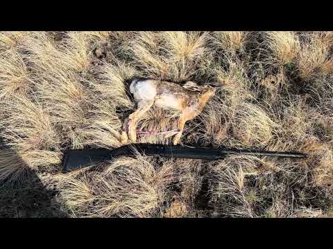 Видео: Охота на зайца 2025, третий выезд, охота в заячьем Эльдорадо.