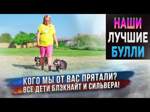 Видео: 5 собак породы Американский Булли из нашего лучшего помета! Какими стали в 1,5 года? Будут плавать?