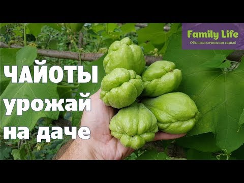 Видео: Экзотические овощи | Чайоты на даче | Мексиканский огурец