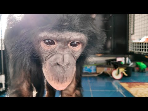 Видео: ШИМПАНЗЕ КАЧАЕТ НОГИ! / Чем занят Дан Запашный в Казахстане? / Апгрейд электростанции HONDA