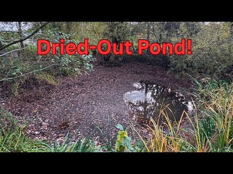 Видео: Я нашёл загадочную рыбу, застрявшую в высохшем пруду