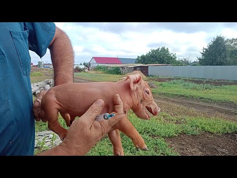 Видео: Первый осенний опорос.