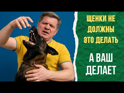 Видео: Как отучить щенка кусаться? Исправляем за 7 минут.