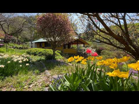 Видео: Побеги деревьев для здорового весеннего ужина🌿 | Мой сад в апреле🌷