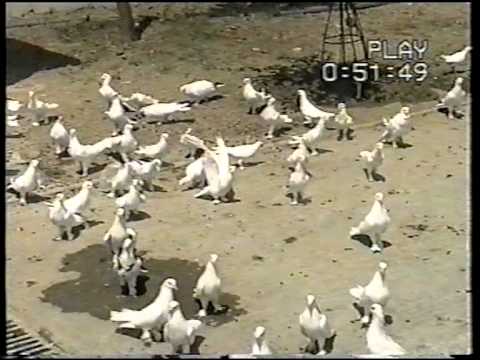 Видео: Баку настоящие голуби 5