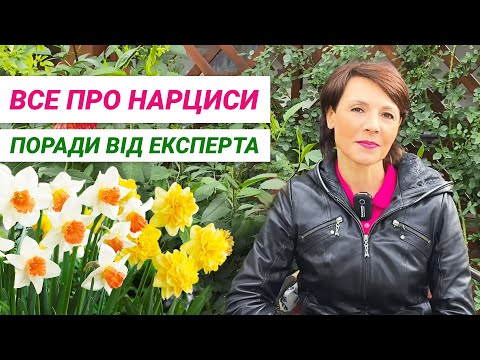 Видео: Нарциси. Поради для вирощування від експерта | Нарциссы. Советы по выращиванию от эксперта.