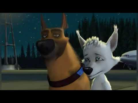 Видео: Белка и Казбек : Сломана омоя 💏