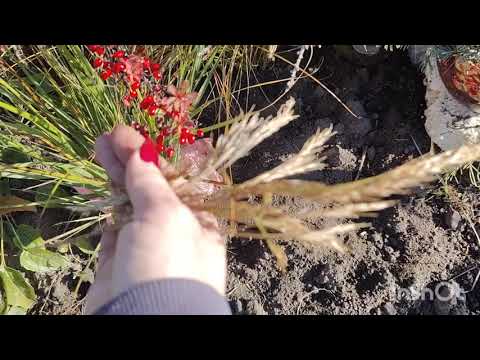 Видео: Листопад в саду.Отримала посилку щастя.1.11.2025