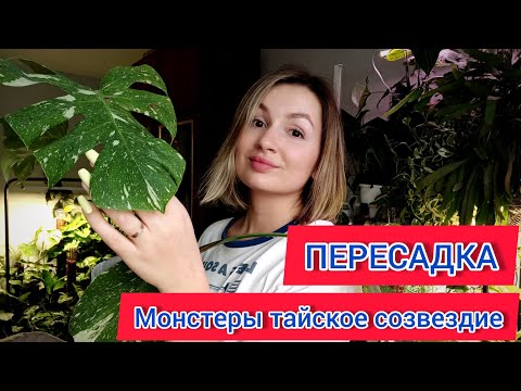 Видео: Пересадка Монстеры Тайское созвездие! Дышащий горшок и новый грунт