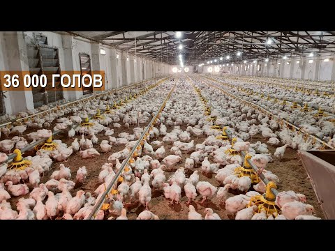 Видео: 36000 голов бройлеров на птицефабрике Кайнар кус. Содержание бройлеров. Казахстан