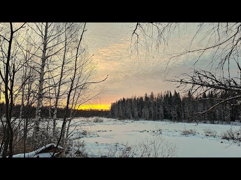 Видео: ОХОТА И РЫБАЛКА В РЕСПУБЛИКЕ КОМИ. ДОБЫЛИ ПТИЦУ И ПОЙМАЛИ РЫБУ.
