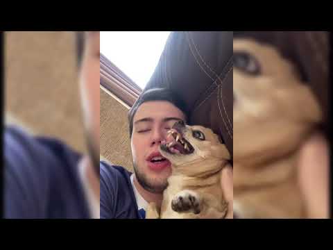 Видео: Парень и чихуахуа (Часть 2)