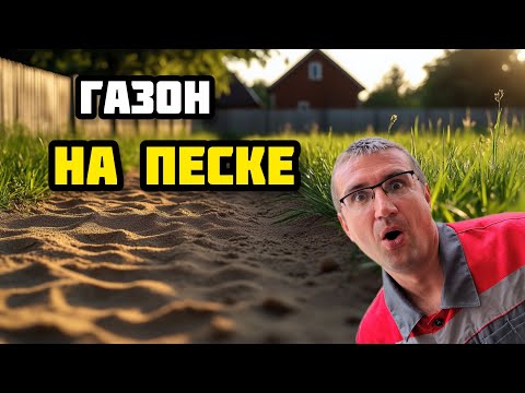 Видео: Можно ли вырастить газон на песке? Эксперимент и результаты