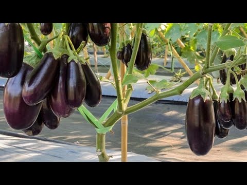 Видео: Как добиться высоких урожаев - вырастить вкусные и качественные баклажаны