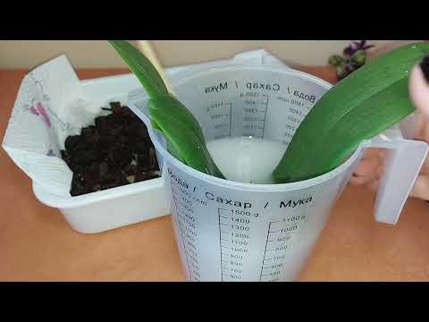 Видео: Орхидея Wild Cat.  Купила орхидею без корней. Посадка.  Есть  потенциал.