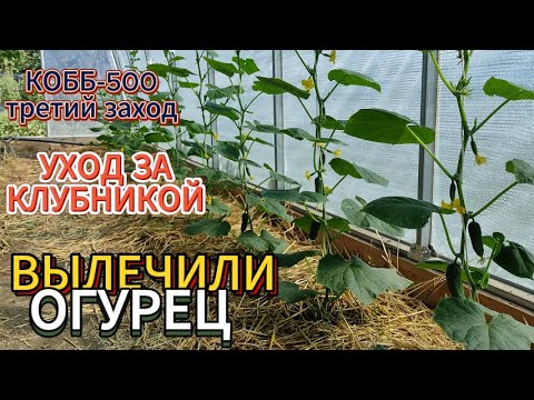 Видео: Вылечили огурец.КОББ-500 третий заход.Беда с малиной.Уход за клубникой.