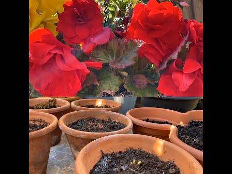 Видео: Бегонии Проращивание после зимовки Легко и Просто!