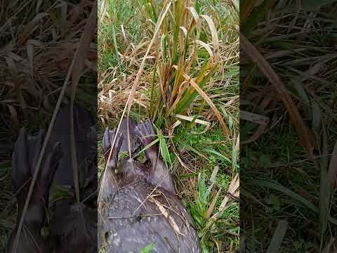 Видео: Охота на бобра капканами