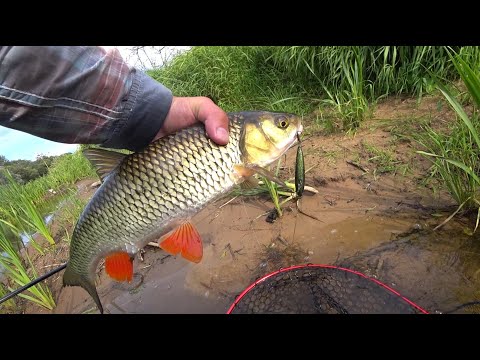 Видео: По малой реке с Topwater!