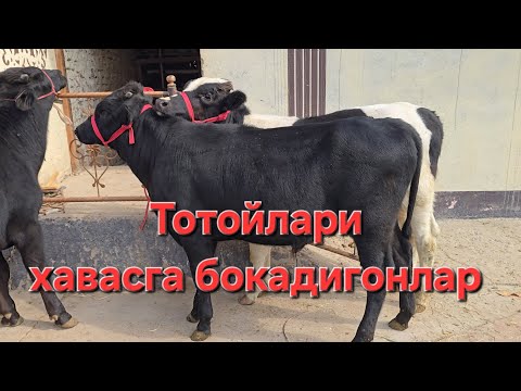 Видео: АБДУЛЛОХ УКАМИЗДАН ХАР ДОИМГИ ДЕК ЗОРЛАРИ
