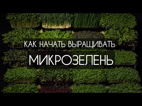 Видео: Как начать выращивать МИКРОЗЕЛЕНЬ/БЮДЖЕТНО/ДОМА #микрозелень