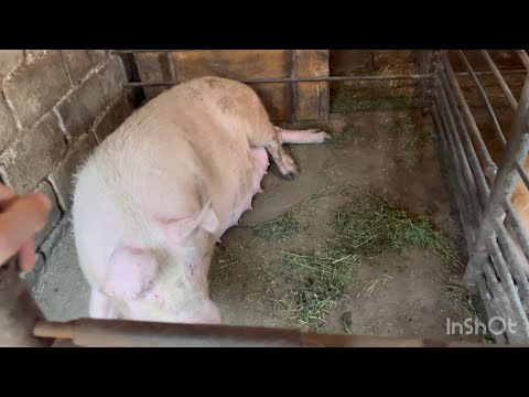Видео: Яка краще підлога для свиней🐖🐖🐖❓ Бетон, чи дошка❓