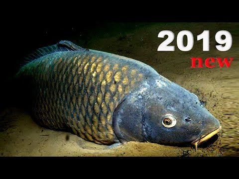 Видео: Самые Лучшие моменты прошлого сезона. Подводная охота ВЫПУСК 2019