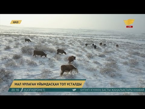 Видео: ШҚО-да мал ұрлығымен айналысқан ұйымдасқан топ ұсталды