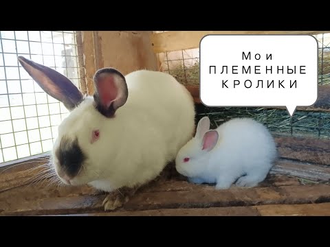 Видео: Нюансы племенного содержания кроликов//Ужас козовода//Первые томаты!