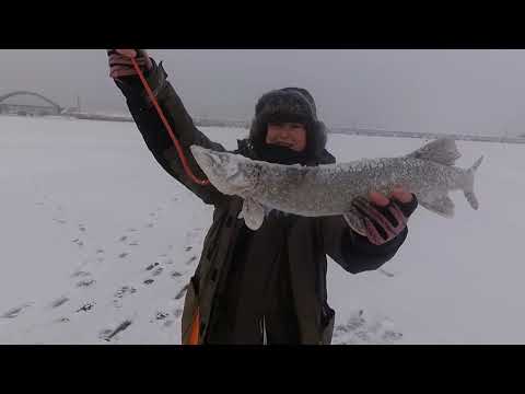 Видео: Флажок горит! Первый лед и первые щуки на Волге-матушке.