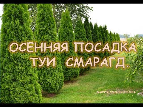 Видео: Осенняя посадка туи Смарагд .Подготовка к зиме.