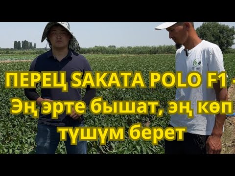 Видео: 🔥ПЕРЕЦ SAKATA POLO F1 - Эң эрте бышат, эң көп түшүм берет🔥