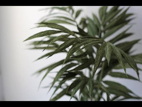 Видео: Мастер класс. Комнатная пальма из гофрированной бумаги. Hand made paper flowers
