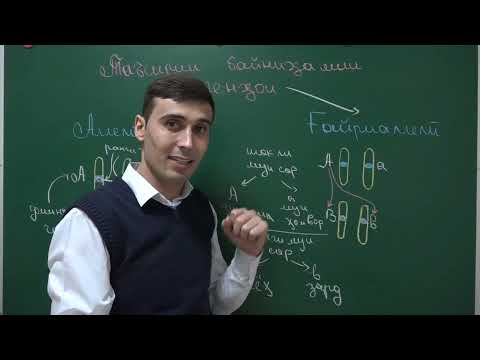 Видео: ГЕНЕТИКА КИСМИ 3