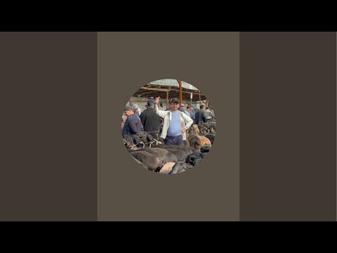 Видео: BOZOR YANGILIKLARI  в прямом эфире!