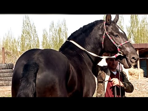 Видео: Той савдо шуд рафт 🤝🤝🤝