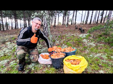 Видео: Косим рыжики в Рыбачьем! Не смогли все собрать!