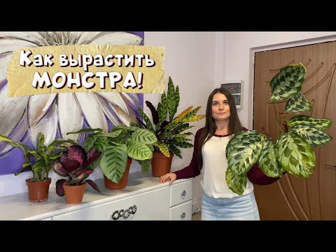 Видео: Как вырасить МОНСТРА! Уход за калатеями. Обзор коллекции калатей.