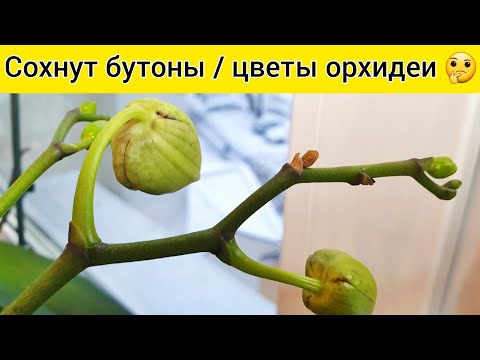 Видео: СОХНУТ БУТОНЫ орхидеи и ЦВЕТЫ орхидеи