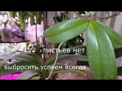 Видео: Орхидеи живые и мертвые. Что от них ждать. Летит в помойку или остается.