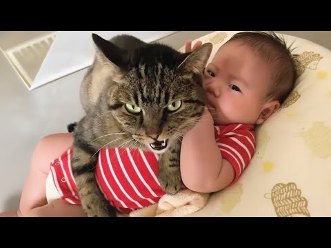 Видео: Кошки, которые принимают этих малышей за своих собственных котят! 🐈🥺