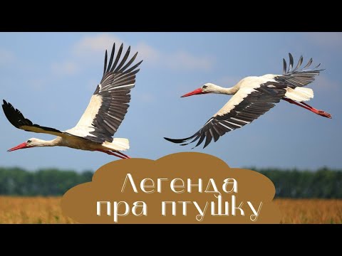 Видео: Легенда пра птушку. Бусел